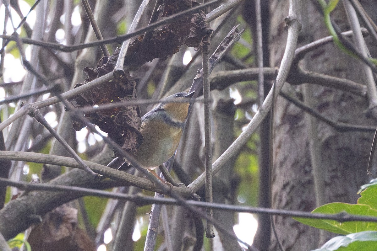 Rwenzori Apalis - ML647751953