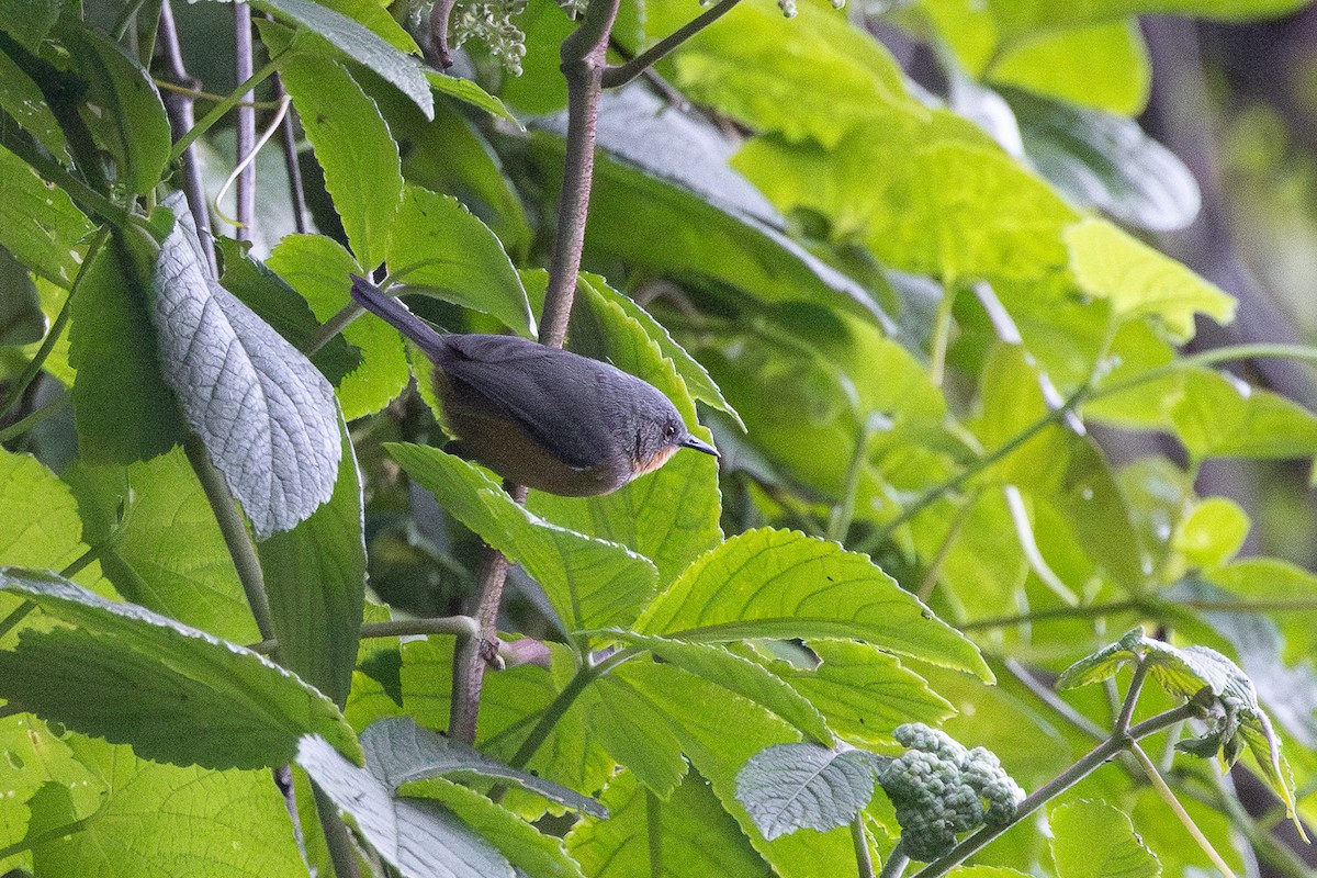 Rwenzori Apalis - ML647751954