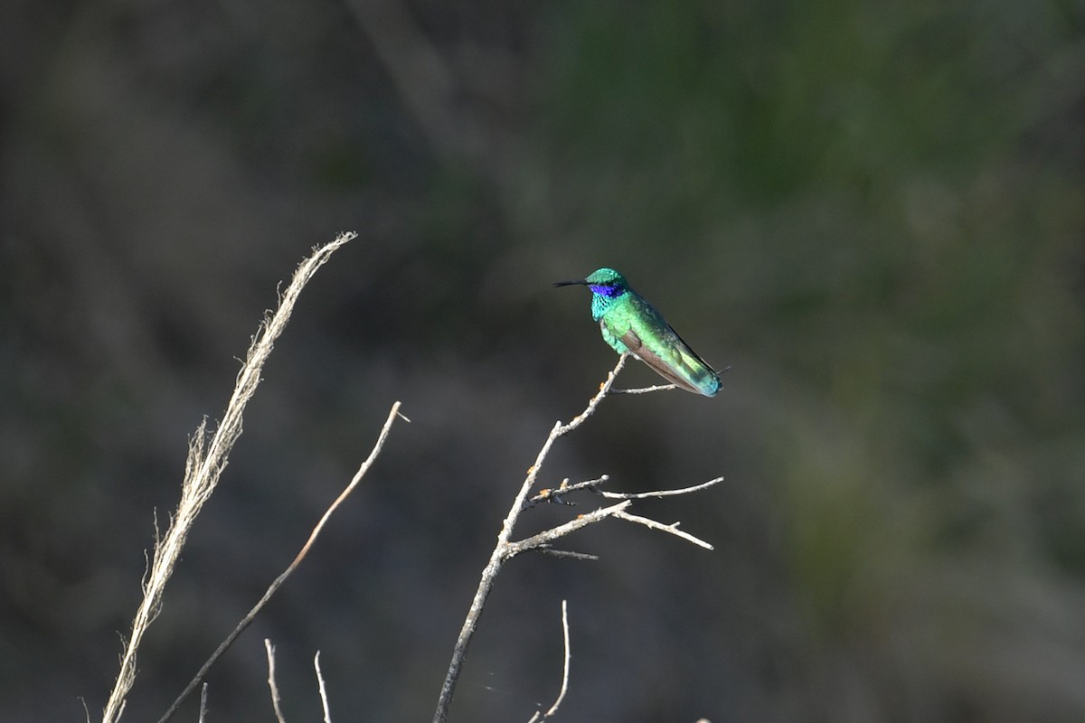 Колібрі синьочеревий - ML647751961