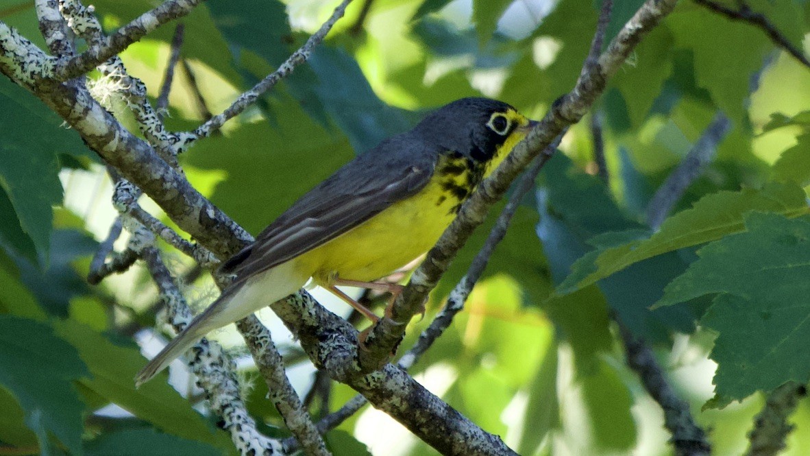 Канадская вильсония - ML647751966