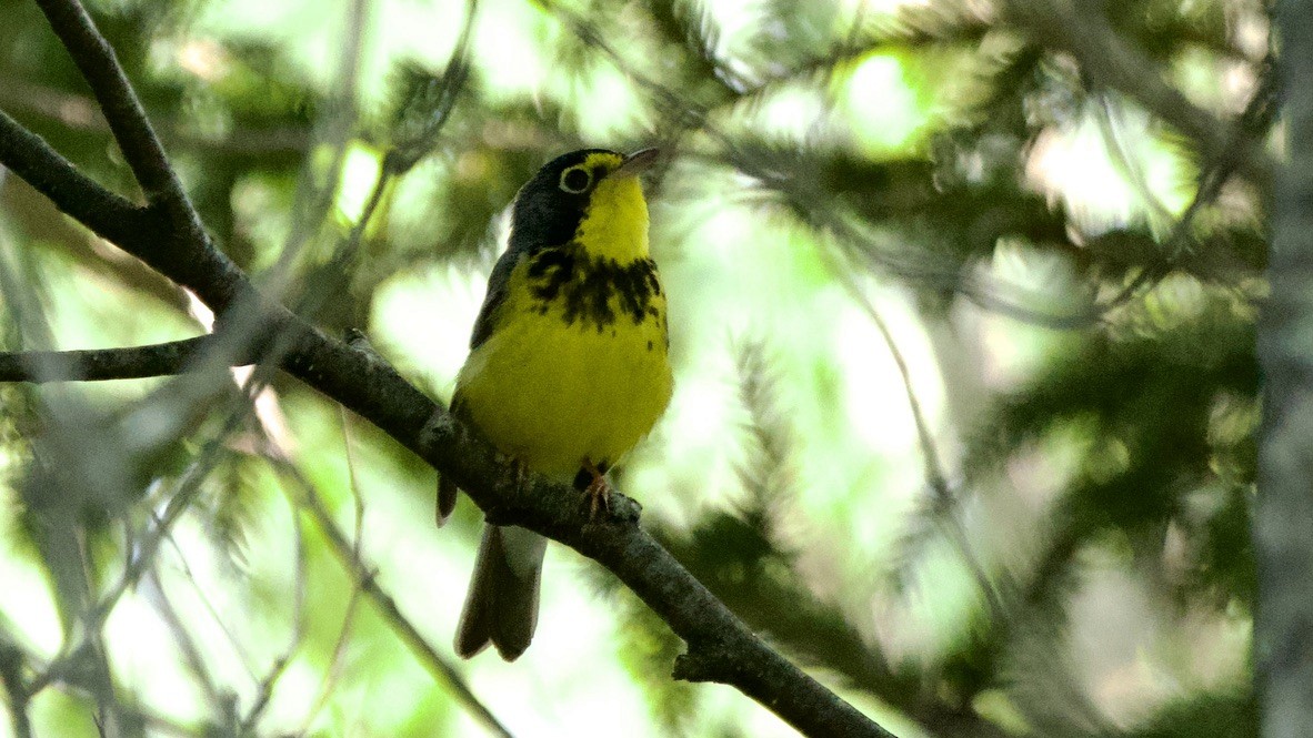 Канадская вильсония - ML647751967