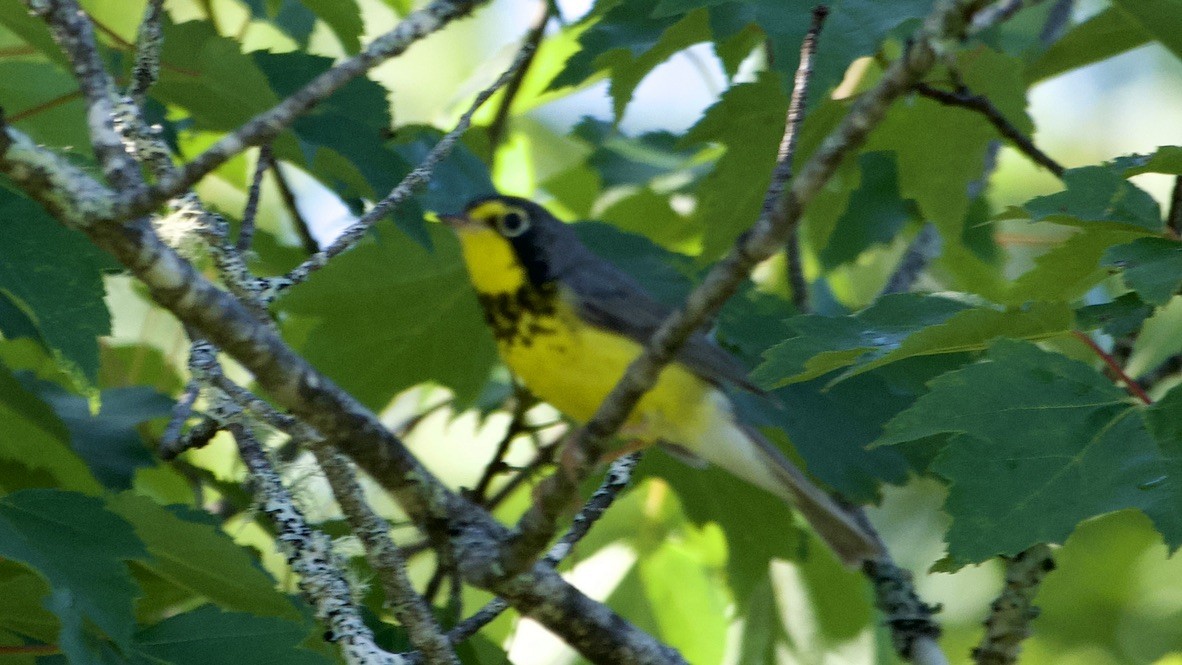 Канадская вильсония - ML647751968