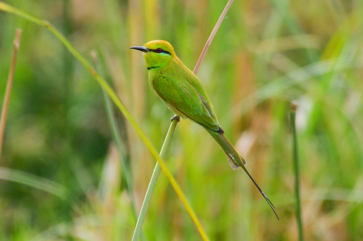African Green Bee-eater - ML647751974
