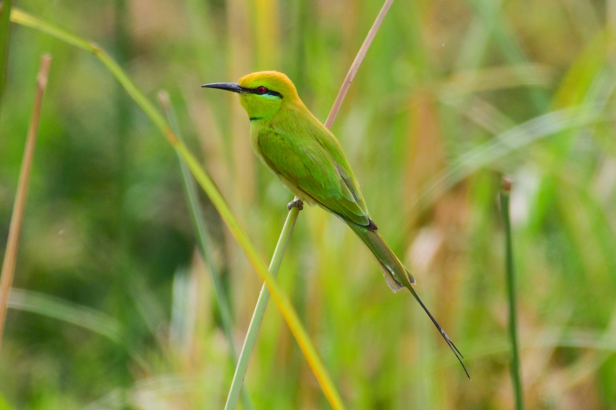 African Green Bee-eater - ML647751975