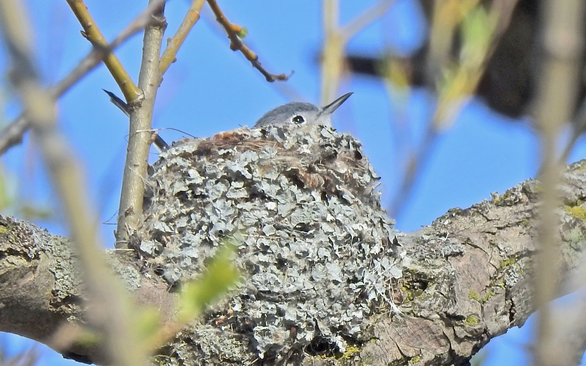 Голубая комароловка - ML647751991