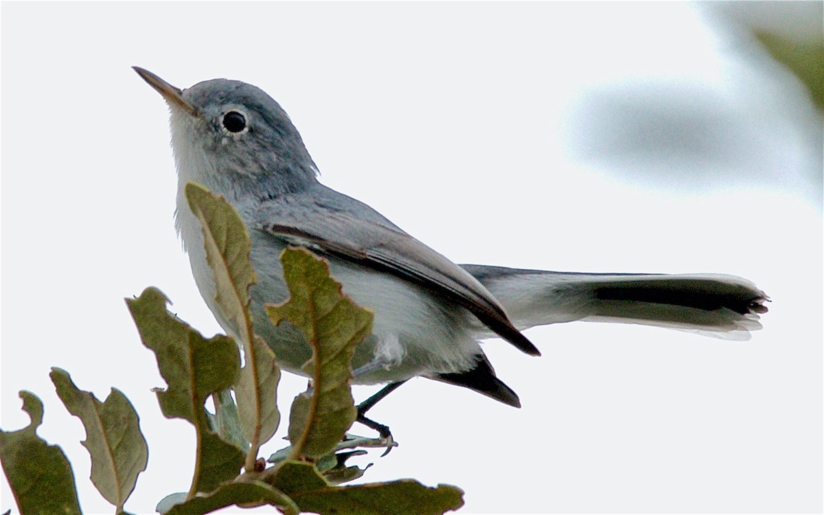 Голубая комароловка - ML647751999