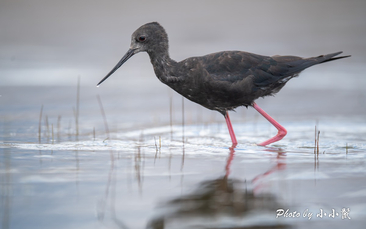 pisila černá - ML647752001