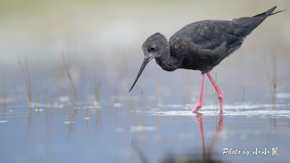 pisila černá - ML647752004