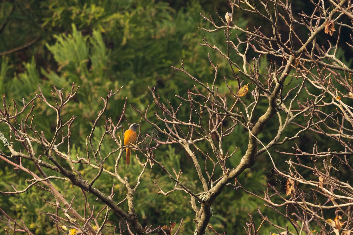 aurorarødstjert - ML647752009