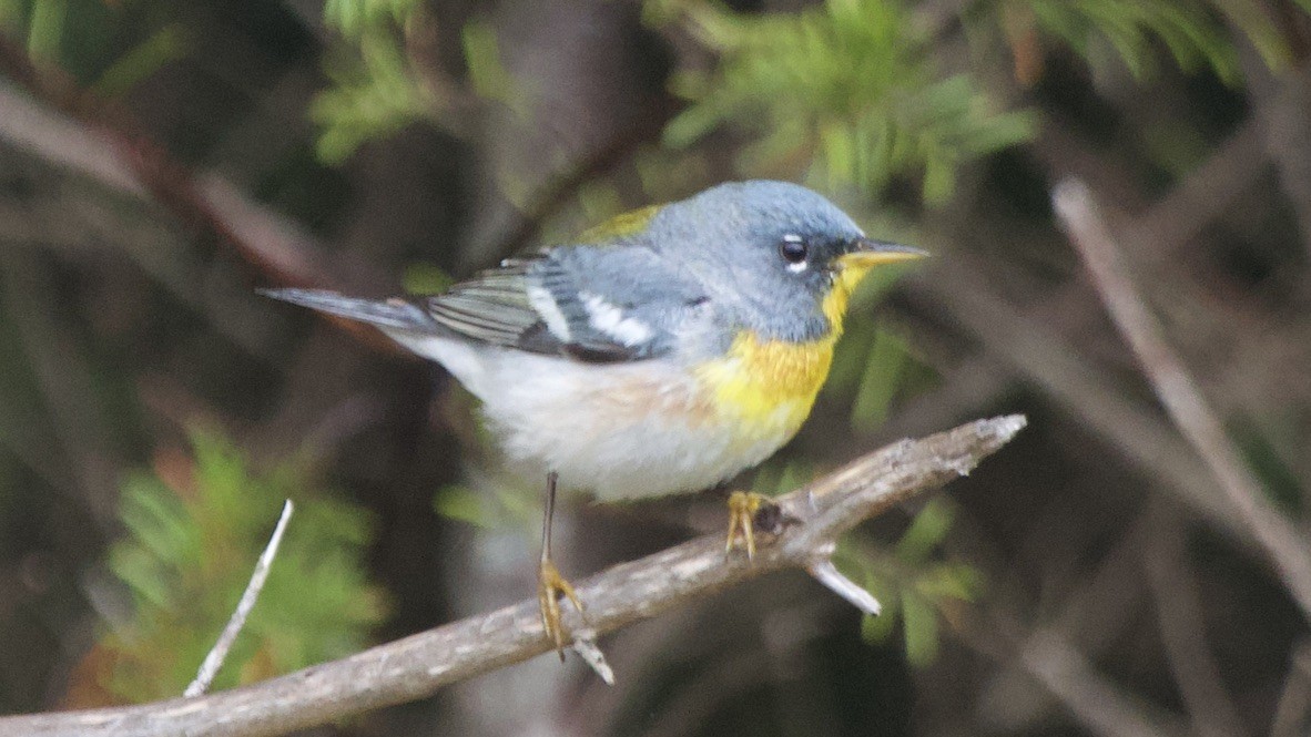 Northern Parula - ML647752017
