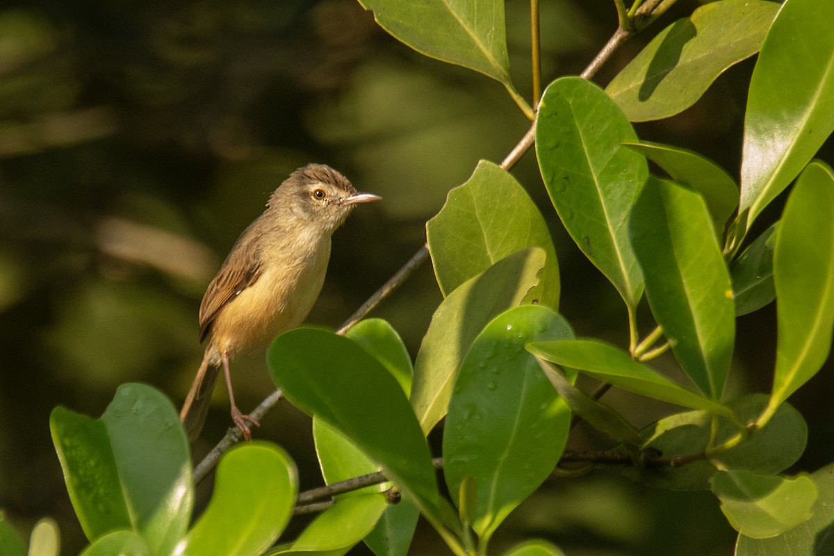 Prinia Sencilla - ML647752019