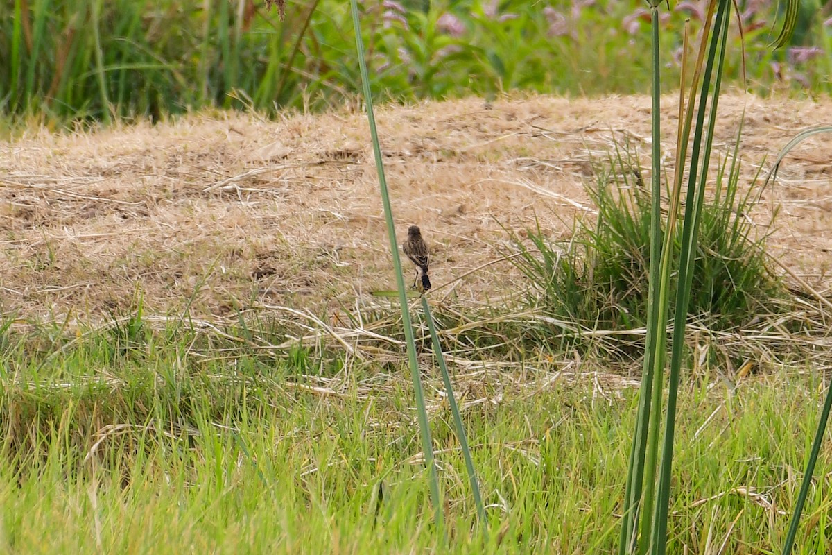 Siberian Stonechat - ML647752027