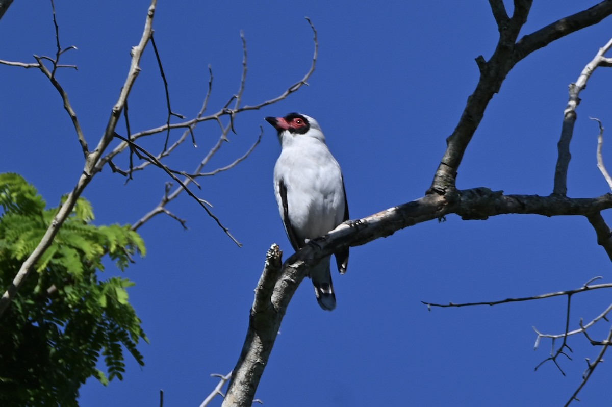 Masked Tityra - ML647752029