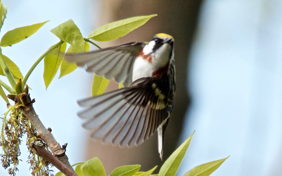 Chestnut-sided Warbler - ML647752047
