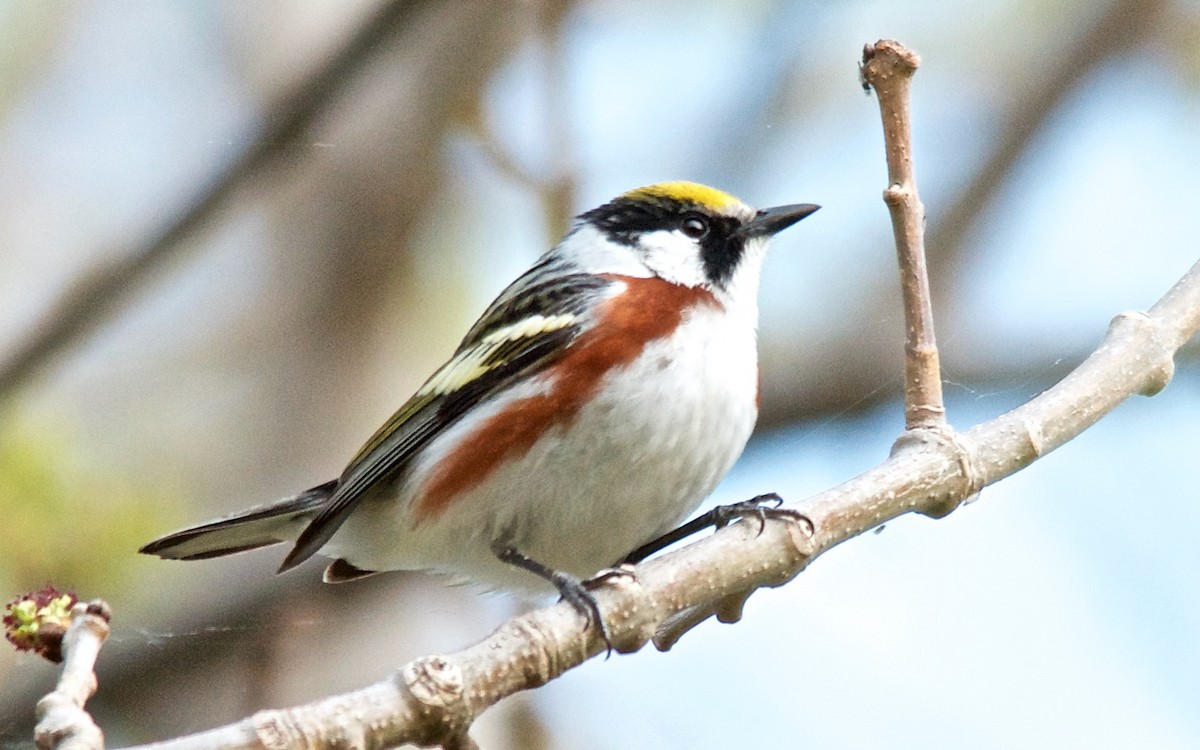 Chestnut-sided Warbler - ML647752048