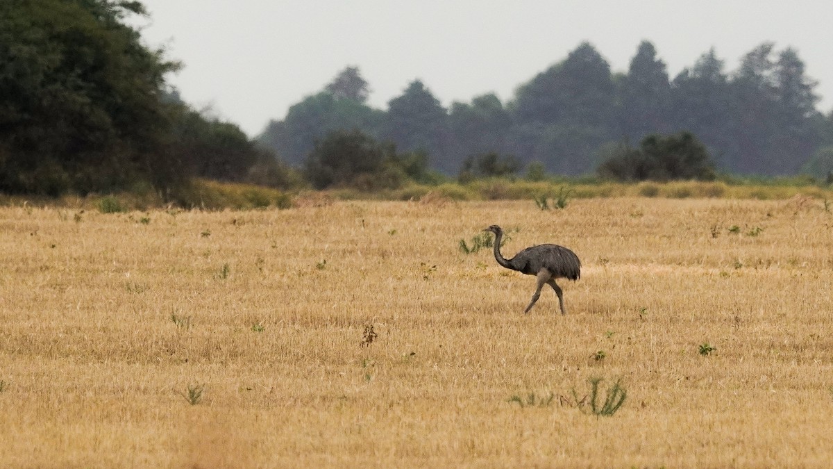 Greater Rhea - ML647752053