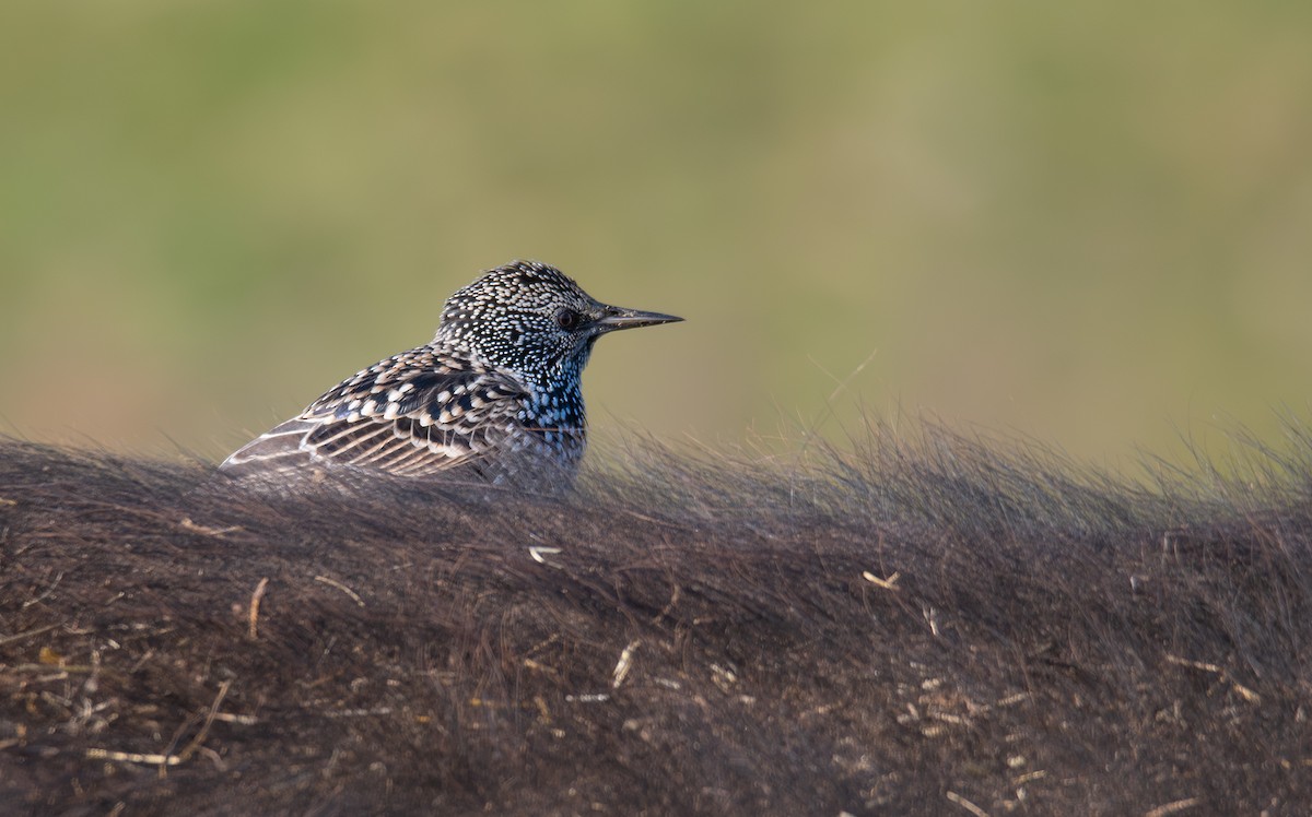 European Starling - ML647752055