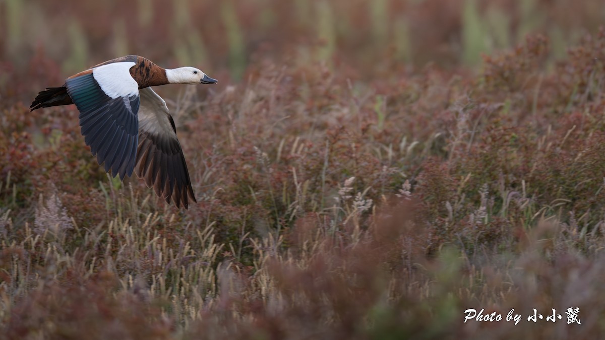 husice rajská - ML647752058