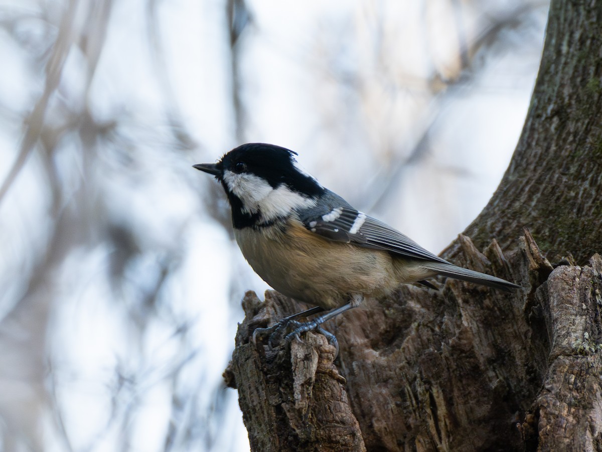 svartmeis - ML647752066