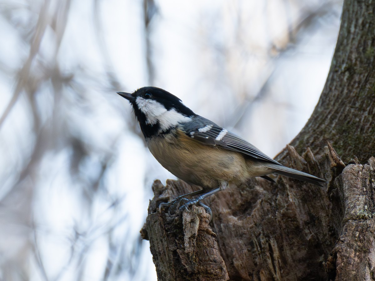 svartmeis - ML647752075