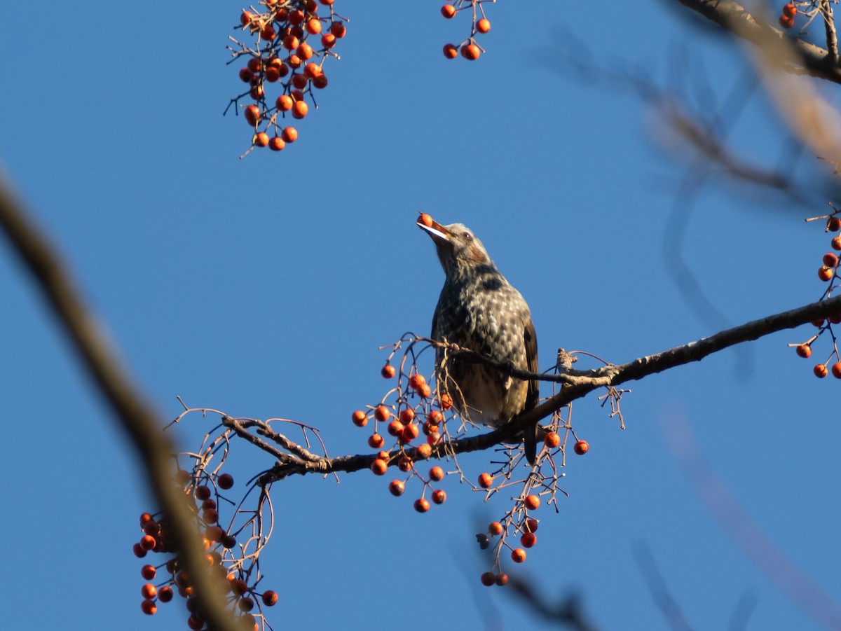 brunørebylbyl - ML647752080
