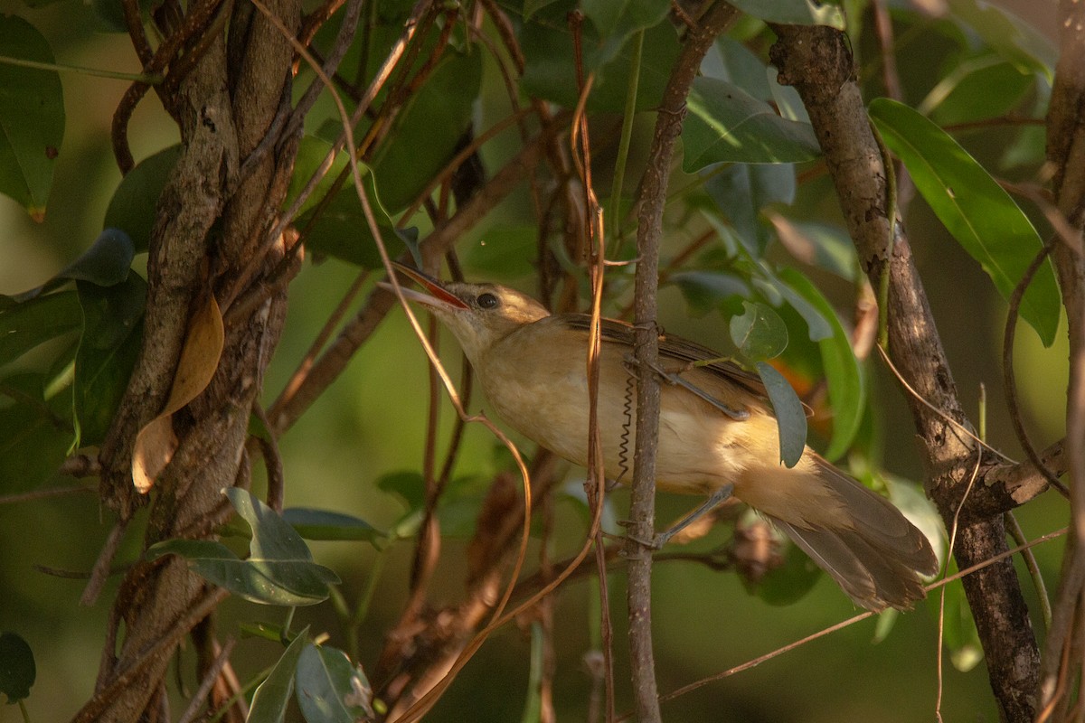 Өмнөдийн охил бялзуухай - ML647752083