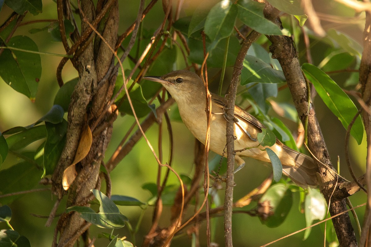 Өмнөдийн охил бялзуухай - ML647752090