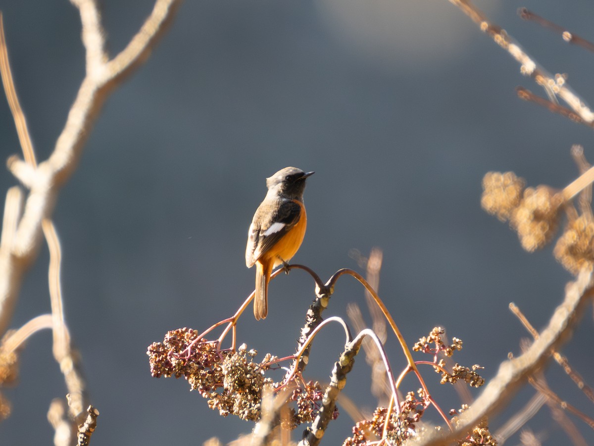 aurorarødstjert - ML647752098