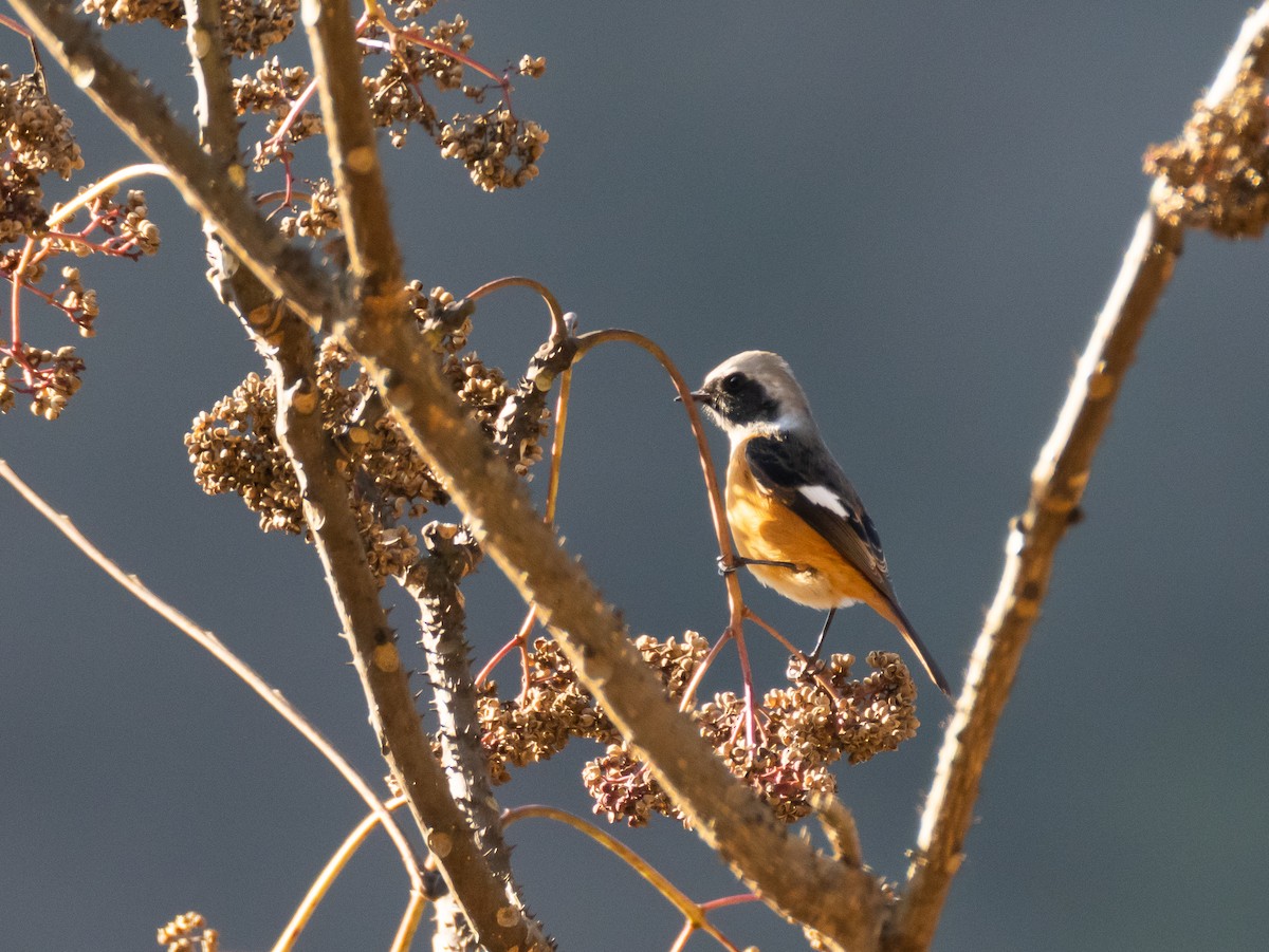 aurorarødstjert - ML647752099