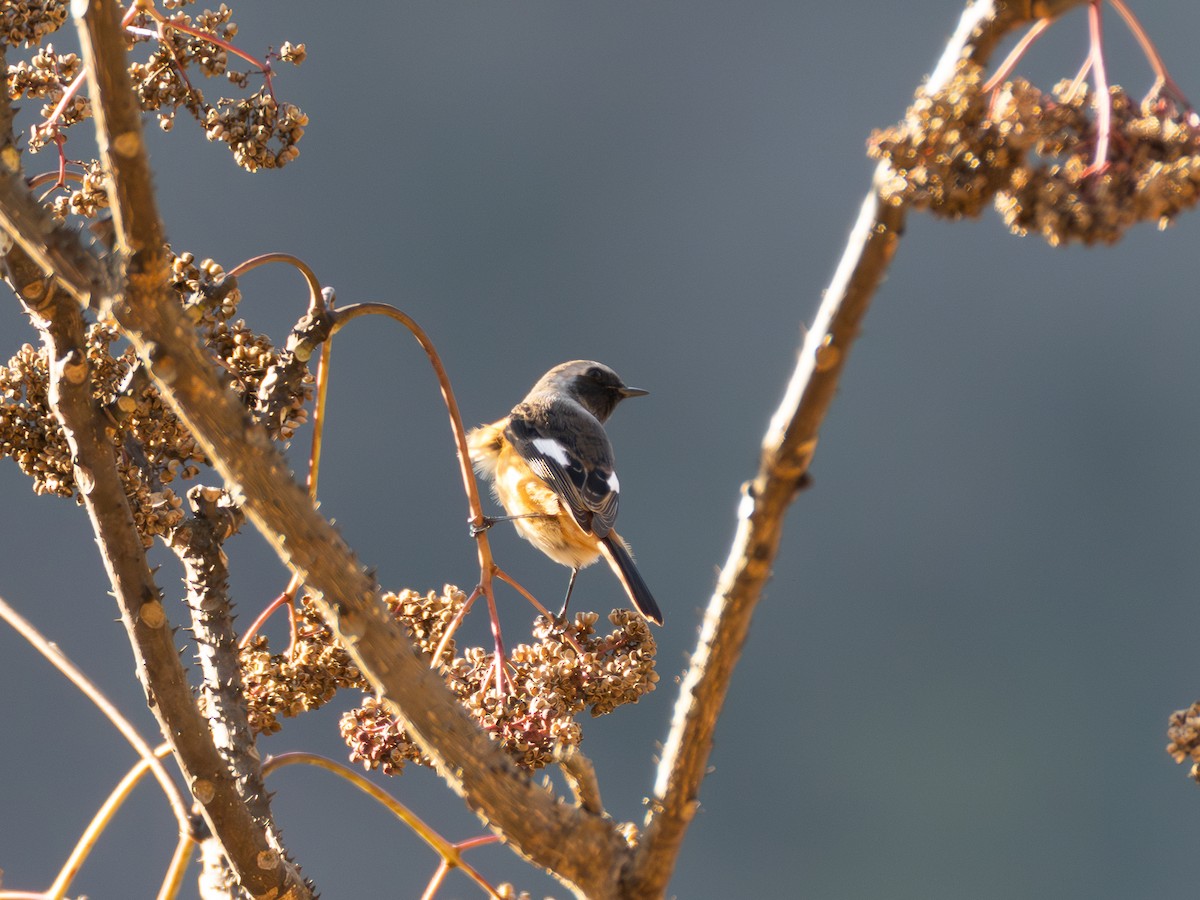 aurorarødstjert - ML647752100