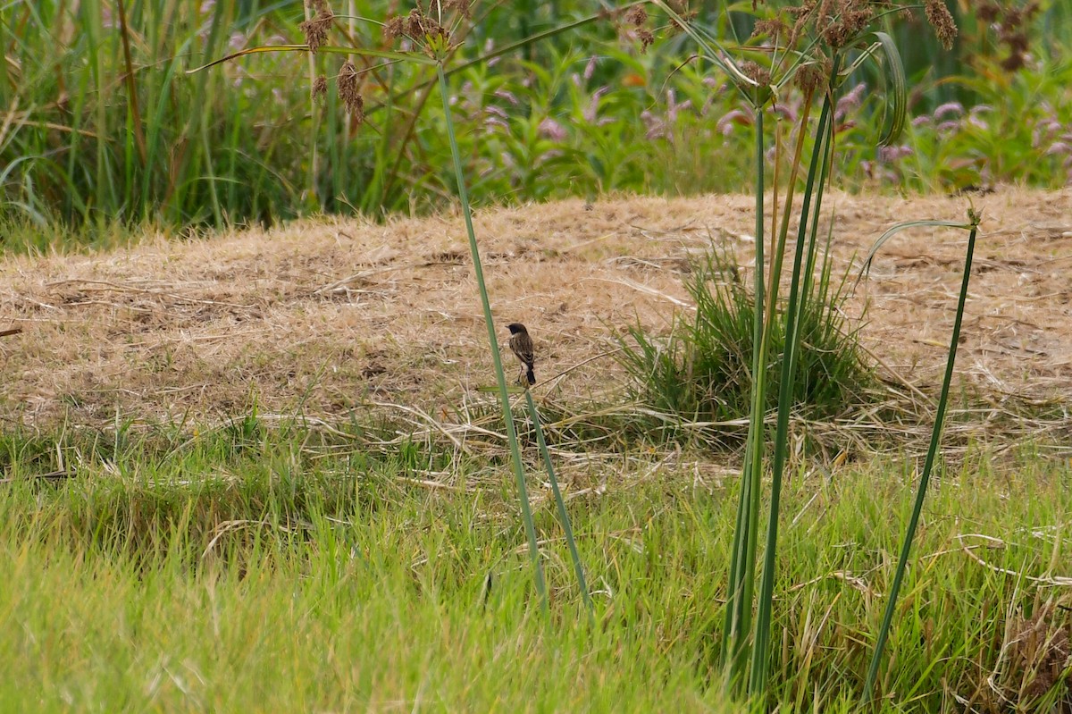 Siberian Stonechat - ML647752108