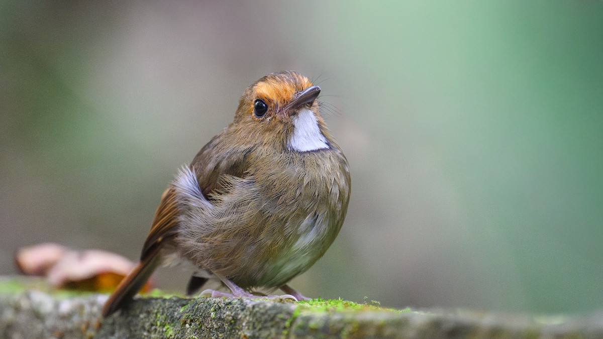 アカメヒタキ - ML647752109