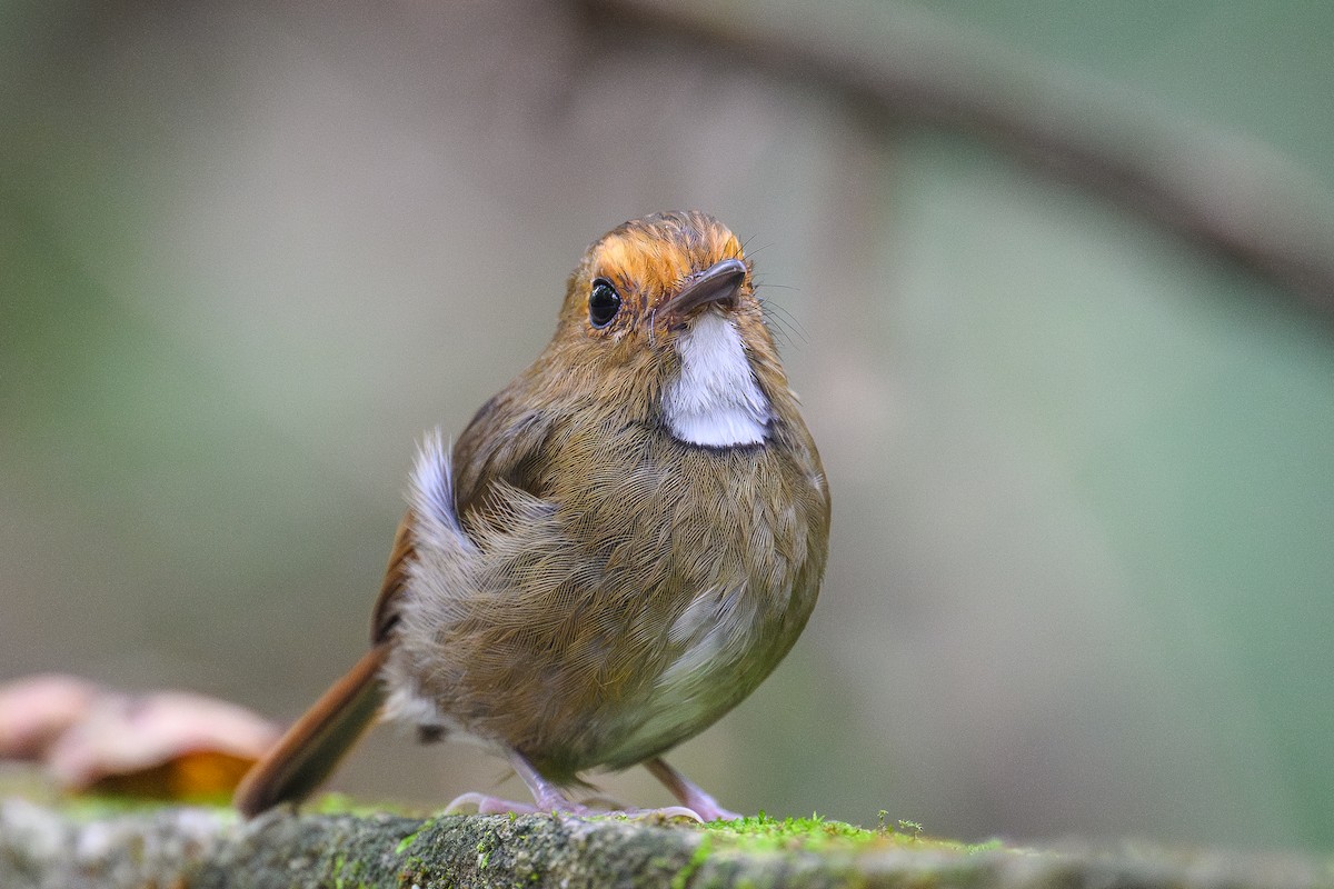 アカメヒタキ - ML647752110