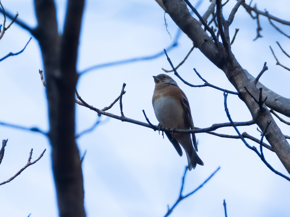 bjørkefink - ML647752116