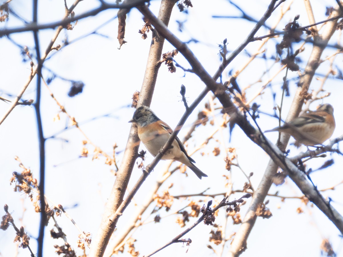 bjørkefink - ML647752117