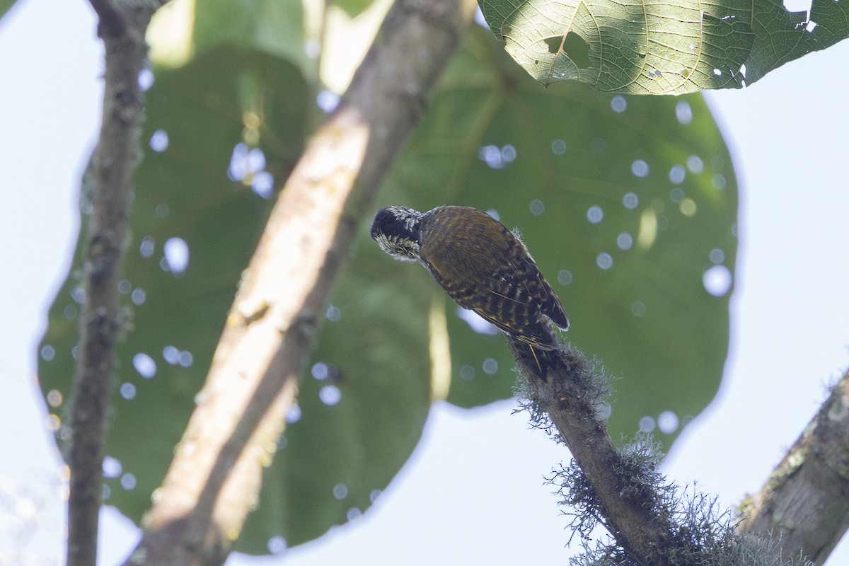 Cardinal Woodpecker - ML647752123