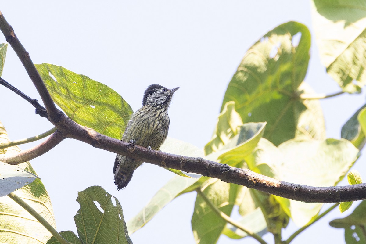 Cardinal Woodpecker - ML647752124