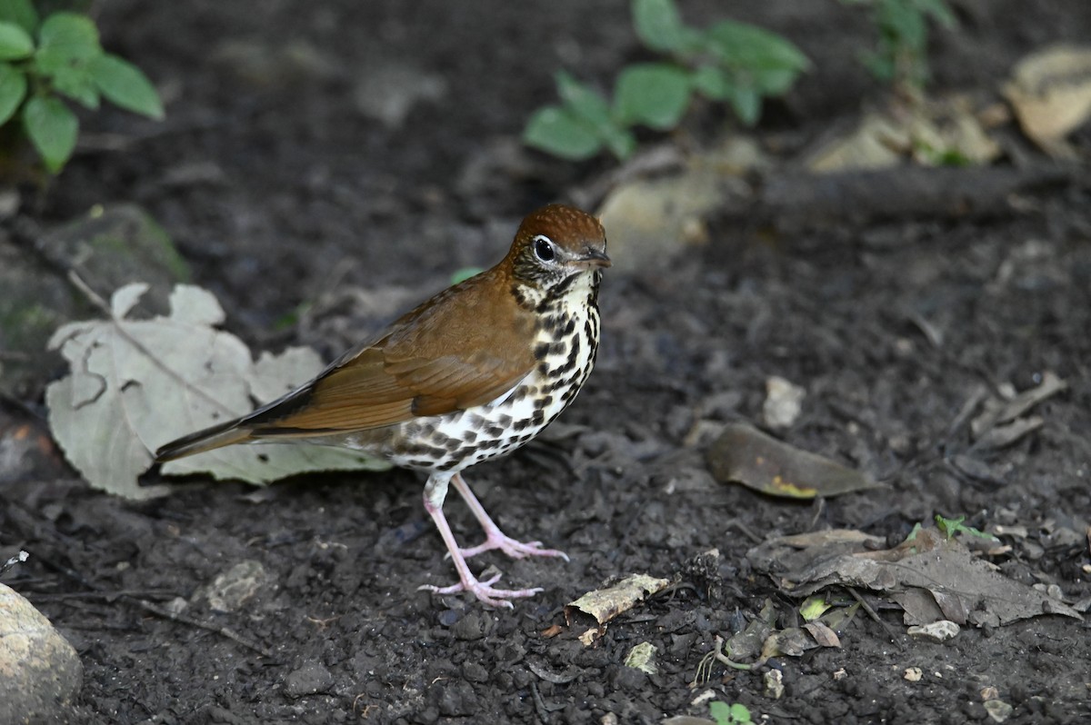 Wood Thrush - ML647752135