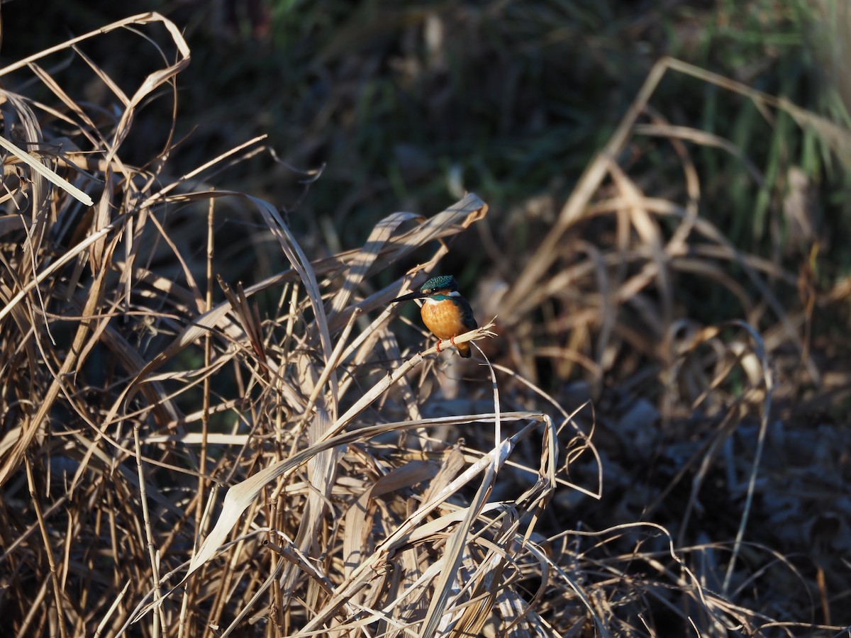 isfugl - ML647752136