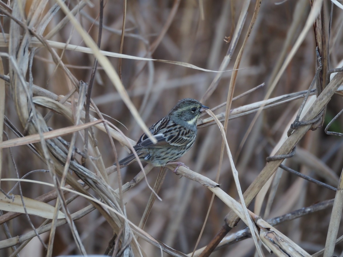 svartmaskespurv - ML647752157