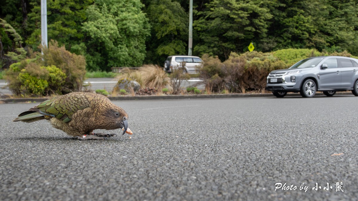 nestor kea - ML647752178