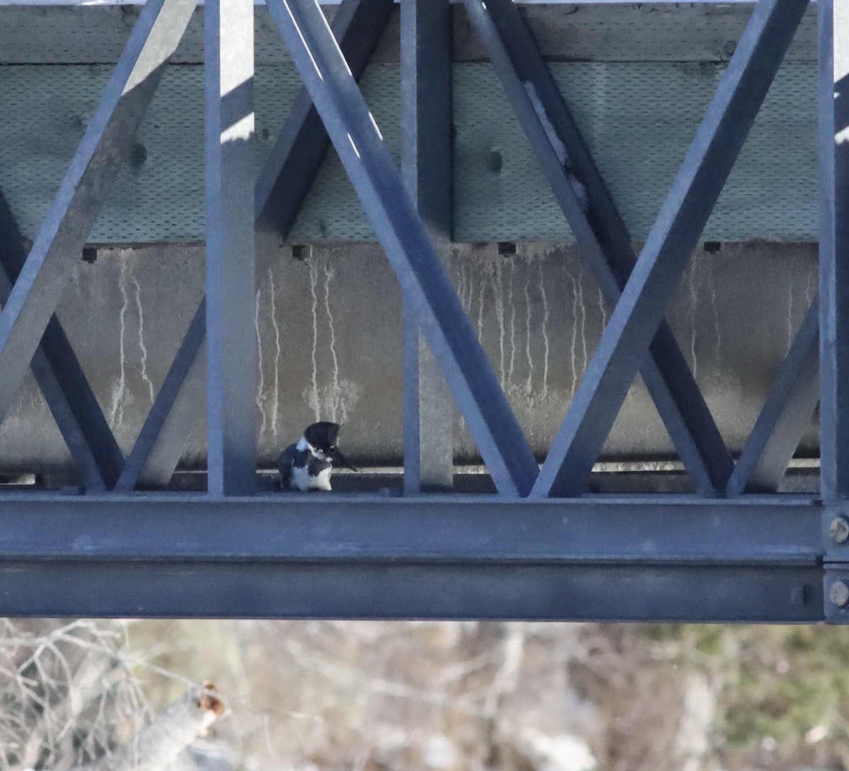 Belted Kingfisher - ML647752191