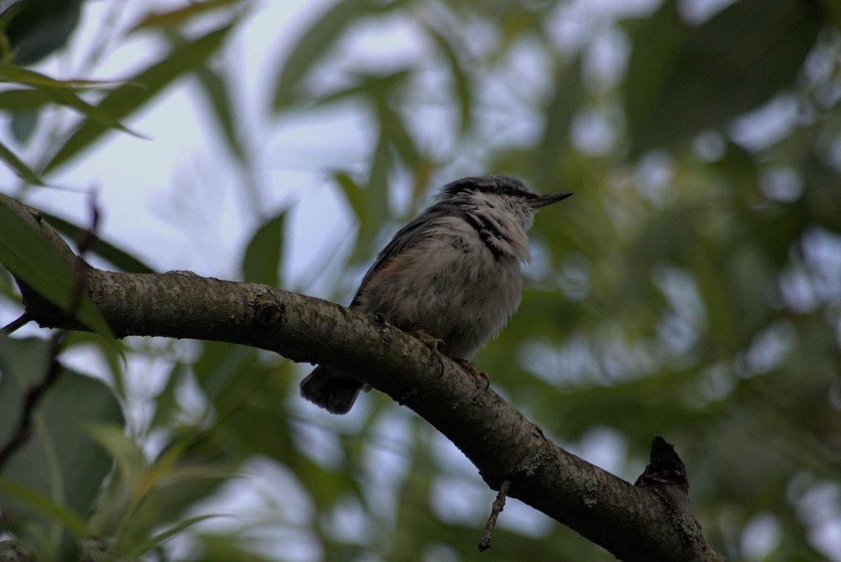 Garrapo eurasiarra - ML647752206