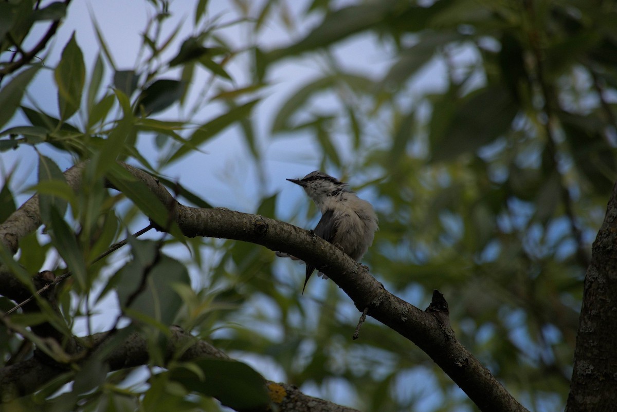 Garrapo eurasiarra - ML647752207