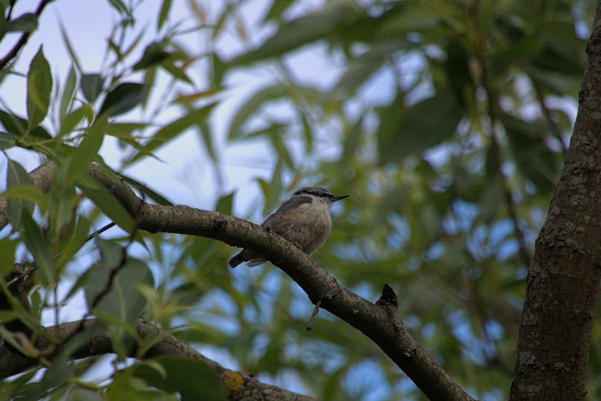 Garrapo eurasiarra - ML647752208