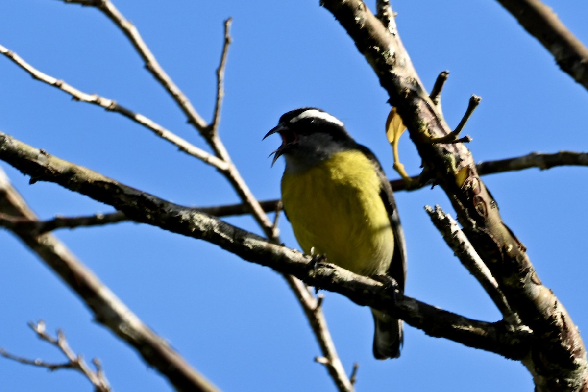 Bananaquit - ML647752212