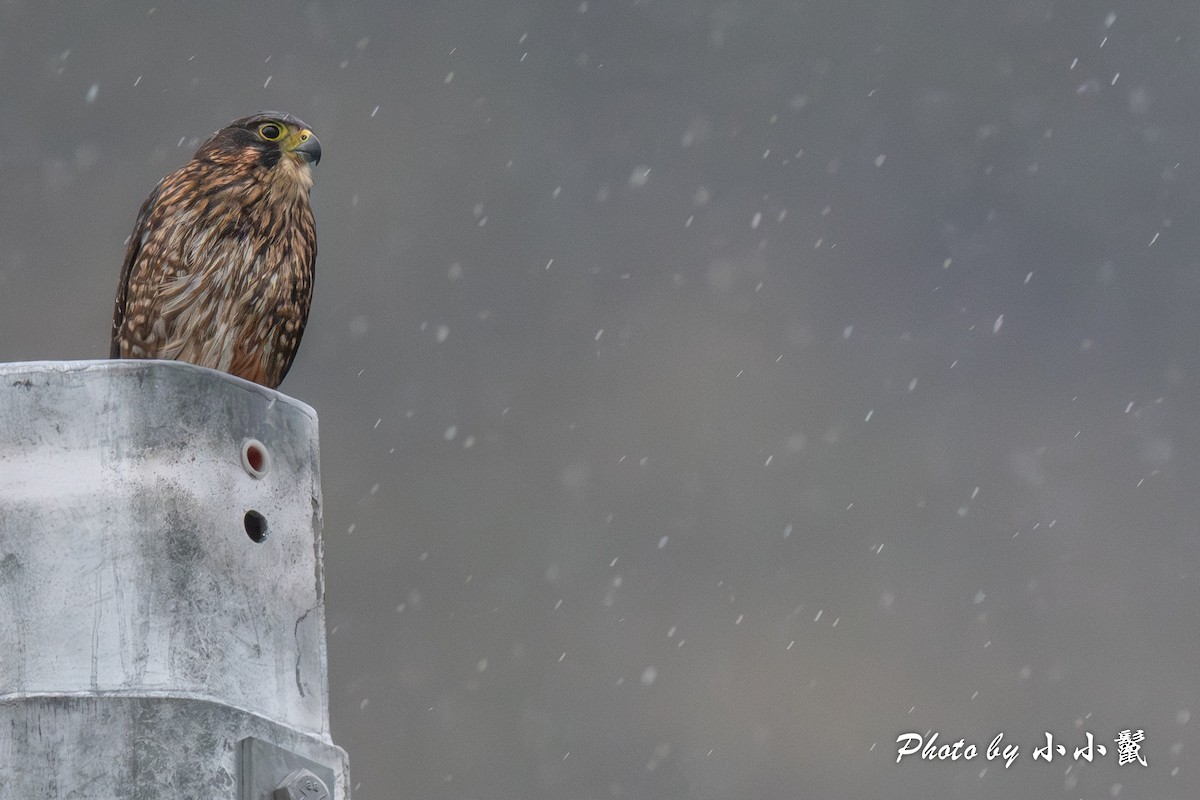 ostříž novozélandský - ML647752215