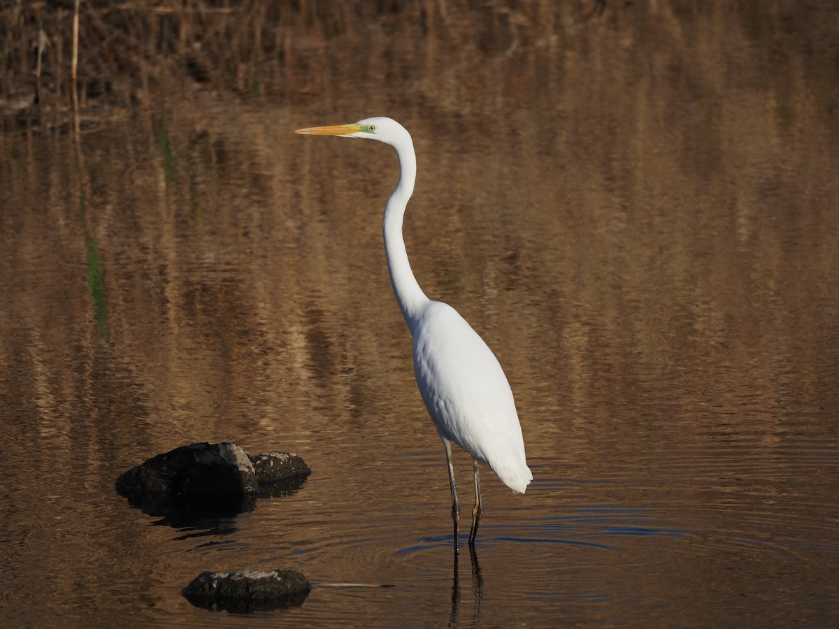 egretthegre - ML647752219