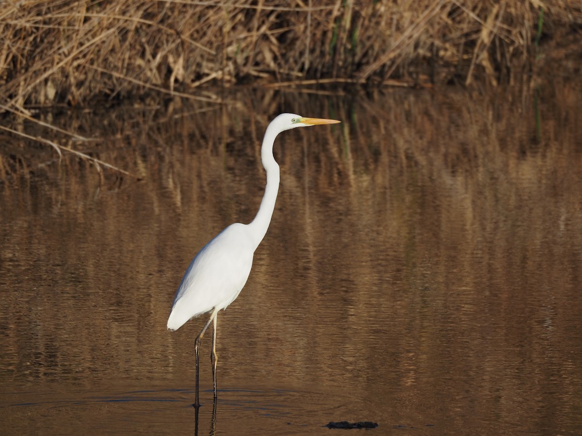 egretthegre - ML647752236