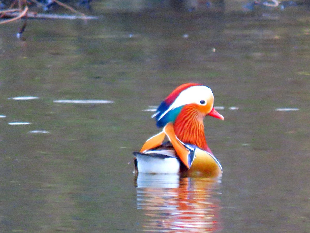 Mandarin Duck - ML647752240